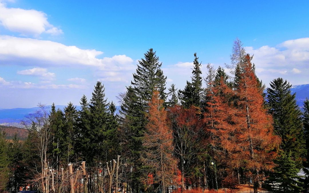 Historical Murders and Mayhem in Redwood County