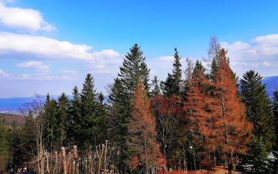 Historical Murders and Mayhem in Redwood County